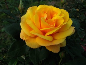 GOLDEN DELICIOUS (hybrid tea)